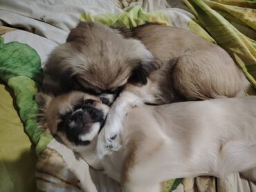 ev heyvan: Pekines, 4 ay, Dişi, Peyvəndli, Ünvandan götürmə, Ödənişli çatdırılma