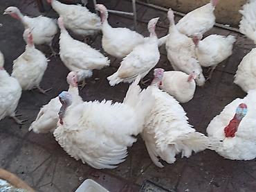yumurta hinduşka: Erkək, Kanada, Damazlıq — 3