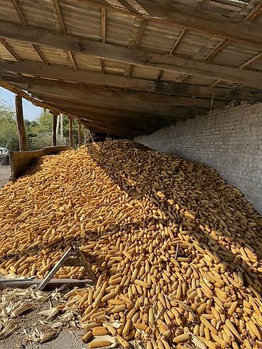 Около 100 тон Кукуруза в початках (кормовая/фуражная) - Урожай в at lalafo.kg Около 100 тон Кукуруза в початках (кормовая/фуражная) - Урожай в