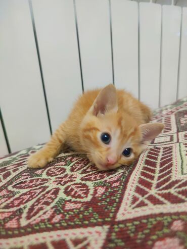 İtlər: Erkək, Yaxşı əllərə, Ünvandan götürmə