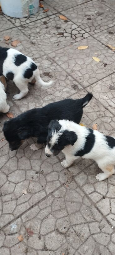 купить джек рассел: Щенки смешанных пород - Возраст: примерно 1–2 месяца (по фото —