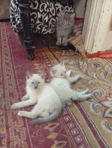 бетховен собака: Котята-пушистики домашние, помёт из трёх малышей: - Два светлых