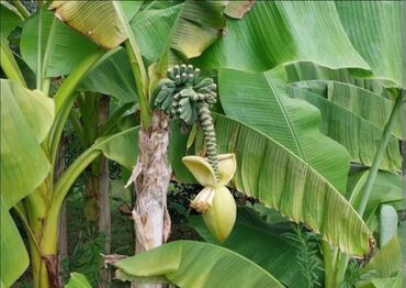 мир растений: Банановое растение (банановая пальма) шикарное экзотическое растение