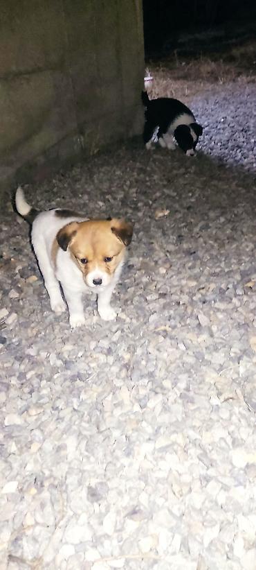 Продажа собак: Отдам даром щенки бардер колли 1 Мес мальчики адрес город Ош село — 4