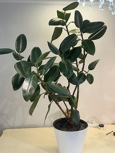 Драцены и Сансевиерии: Доставка по городу бесплатно . Адаптированные пересаженные Комнатные — 9