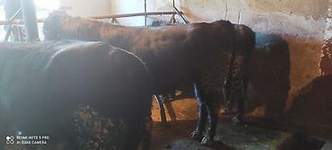 Коровы, быки: Продаю | Бык (самец) | Ангус, Герефорд | На откорм | Привязанные — 4