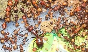 Camponotus nicoborensis в продаже 1/10 пойдет для начинающих !