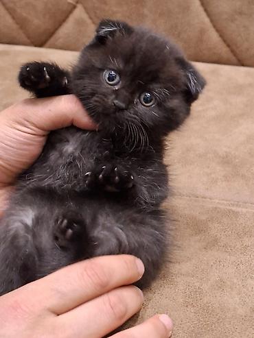 Кошки: Шотландская вислоухая — 5
