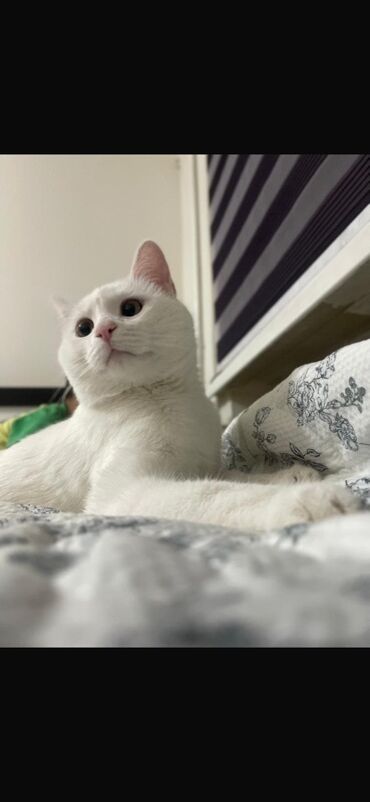 сколько стоит кошка породы мейн кун: 2 года, Мальчик, Приучена к лотку