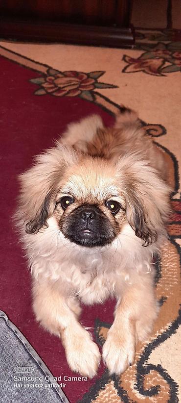 itler gence: Pekines, 4 il, Dişi, Peyvəndli, Ünvandan götürmə, Ödənişli çatdırılma — 8