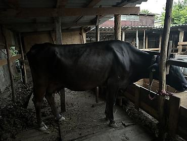 дойки ко: Продаю | Корова (самка) | Для молока | Привязанные — 4