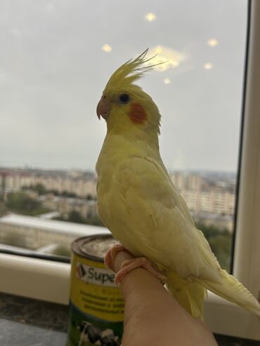 Tutuquşları: Erkək Korella papuqayı satılır Dekabrın 1-i doğulub Boz rəngi və — 11