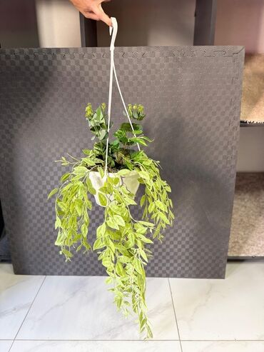 Otaq bitkiləri: Asma saksıda dekorativ yaşıl bitki - Ağ rəngli asma plastik saksı -da lalafo.az — 14 Otaq bitkiləri: Asma saksıda dekorativ yaşıl bitki - Ağ rəngli asma plastik saksı — 14