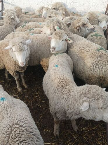 машинка для стрижки овец российского производства: Продаю | Овца (самка) | Меринос