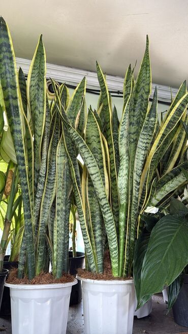 Пальмы: Пальмы Дипсис Монстеры, Бадьян Аннисовый,Корица, Стрелиция at lalafo.kg — 17 Пальмы: Пальмы Дипсис Монстеры, Бадьян Аннисовый,Корица, Стрелиция — 17