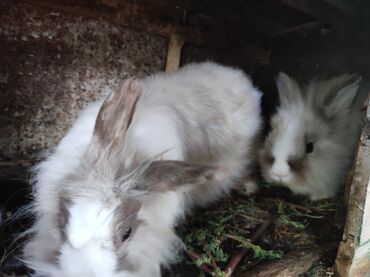 heyvanlara verilen adlar: 1 cüt karlik dovşan,1 dənə dişi holland lop.qiymət hamısına aiddir
