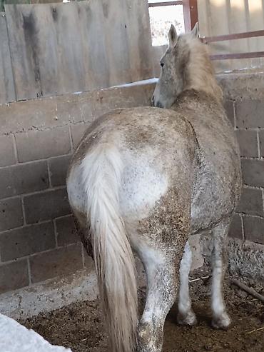 Лошади, кони: Продаю | Кобыла (самка) | Для разведения — 4