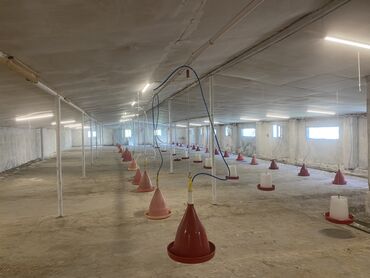 Toyuqlar: Ünvan: salyan rayonu, parça xelec kendi, şirvan yolunun üstü 50 sot -da lalafo.az — 4 Toyuqlar: Ünvan: salyan rayonu, parça xelec kendi, şirvan yolunun üstü 50 sot — 4