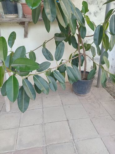 RAF: Böyük ölçülü otaq bitkisi – Ficus elastica (Rezin ağacı) - Qara