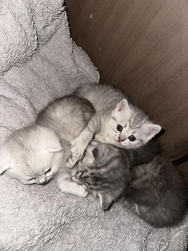 кошки маленький: Британские короткошёрстные котята, серебристые с мраморным/пятнистым — 6