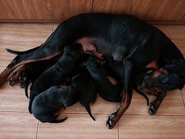 dişi doberman: Doberman, Peyvəndli — 4