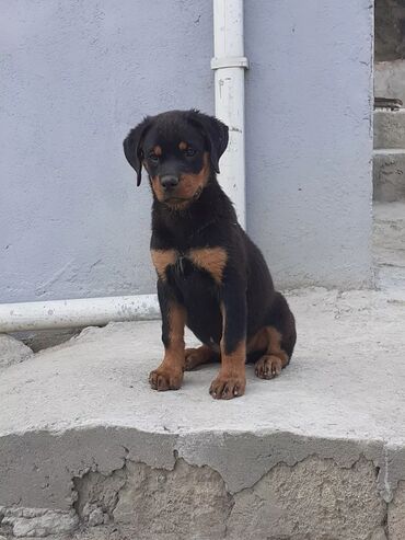 balaca ev itleri ve qiymetleri: Rotveyler, 2 ay, Dişi, Peyvəndli, Ünvandan götürmə