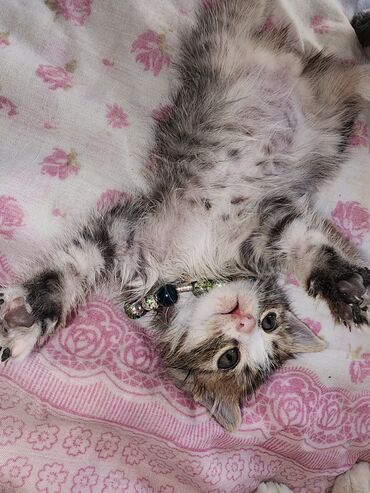 мейн кун бишкек 😺 питомник lyubushka 🐈 купить котенка 🐾 цена фото: Кошка даром: Беспородная, 2 месяца, Мальчик, Приучена к лотку