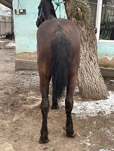 Лошади, кони: Продаю | Конь (самец) | Полукровка — 13