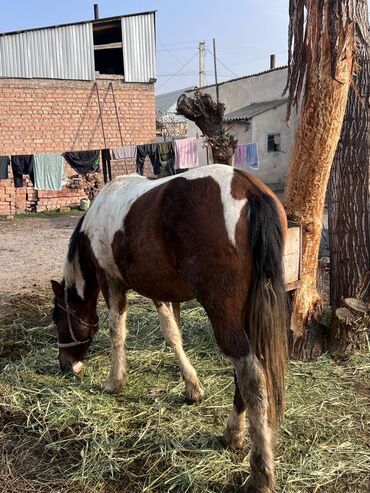 Лошади, кони: Продаю | Жеребенок | Рабочий — 4