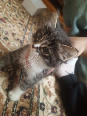 ev pisikleri: Tabbi, Erkək, Yaxşı əllərə
