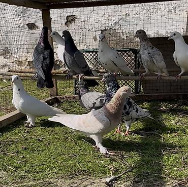 Göyərçinlər: Tek tek de satılır optavoyda — 5