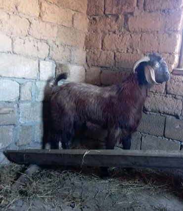 yerli cins inekler: Boğ keçi - Cinsə bənzər görünüş: qəhvəyi-qara rəngli, iri buynuzlu