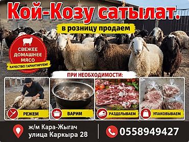 ечки кой: Кой-козу сатылат. Продаем баранов на дому. Ж/м Кара-Жыгач ул.Каркыра — 1