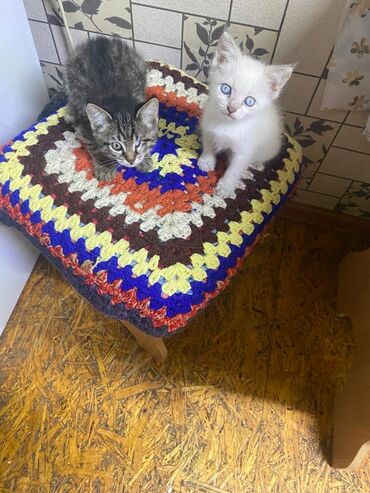водолазка с открытыми плечами: Кошка даром: Беспородная, 2 месяца, Девочка