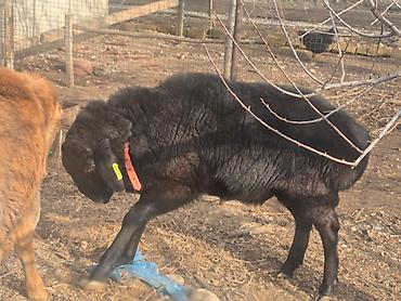 Баран, овца: Продаю | Баран (самец) | Для разведения | Осеменитель — 13