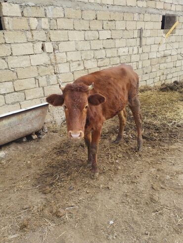 Dana, buzov: Dana, buzov, Dişi, ay: 1, Südlük, Ünvandan götürmə — 5