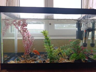 Akvariumlar: Təcili satılır köclə -da lalafo.az — 13 Akvariumlar: Təcili satılır köclə — 13