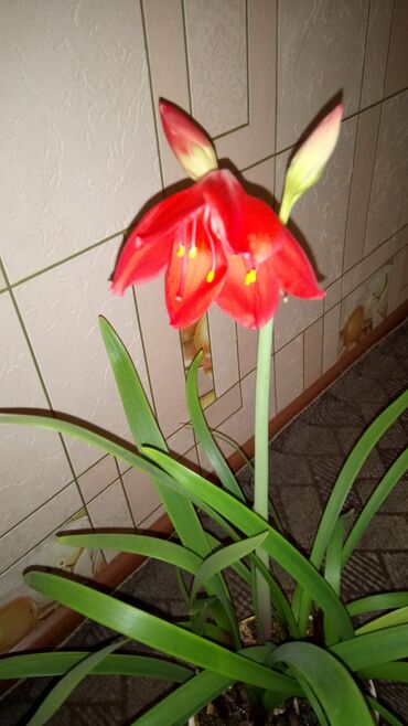 цветок комнатный: В это году уже цвел, не капризен