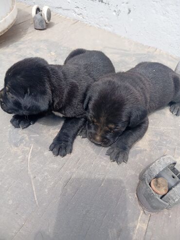 İtlər: Kane-Korso, 1 ay, Erkek, Sənədli, Pulsuz çatdırılma, Ödənişli çatdırılma