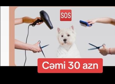 Başqa xidmətlər: Pişik,it 🐾ümumi qulluq🆘 Diqqət,yalnız bu reklamın şəkli mənə atıldıqda