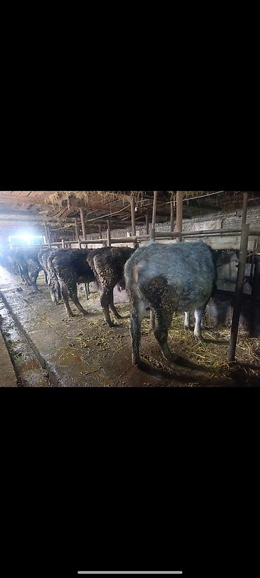 Коровы, быки: Продаю | Тёлка | На откорм | Привязанные — 3