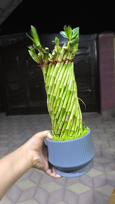 ме: Комнатные растения в горшках 1) Драцена fragrans (кордилина) – куст — 9