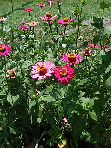 Zinnia (Zinya) dekorativ çiçək kolları – bağ, həyət və balkon üçün -
