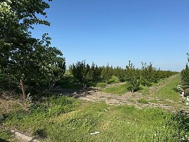 torpağ sahesi: 330 sot, Kənd təsərrüfatı, Kupça (Çıxarış) — 6