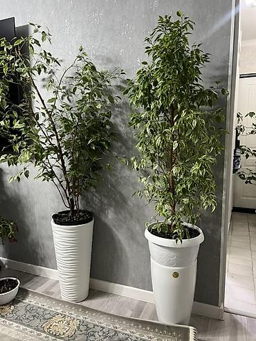 Фикусы: Фикус Бенджамина в напольных кашпо - Два взрослых деревца в отдельных — 51