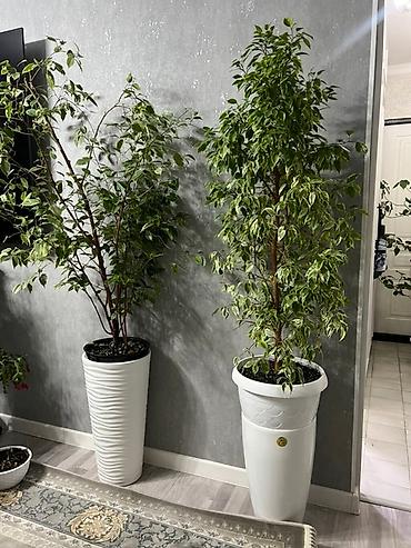 Монстеры: Монстера вариегатная (Monstera deliciosa variegata) — комнатное — 32