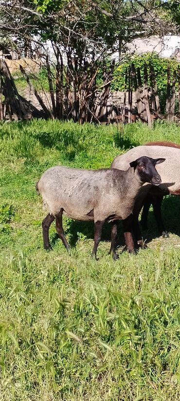 Бараны, овцы: Продаю | Овца (самка) | Романовская | Для разведения | Матка