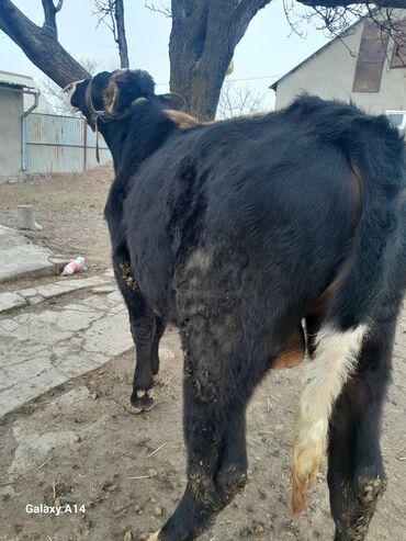 Коровы, быки: Продаю | Бык (самец) | На откорм | Привязанные — 3