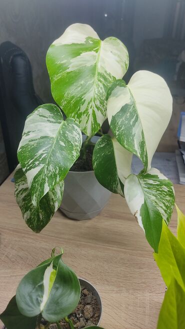 Bitki dərmanları: Monstera Albo
