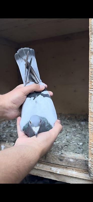 qu qusu satisi: Orginal yarış postaları 8 dənəsi qalıb — 2